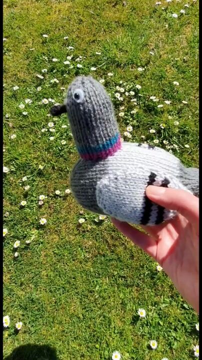 Bill the Pigeon knitting kit – Knitted Birds